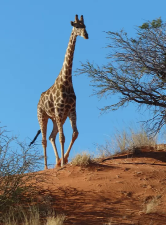 Giraffe loopt over de savanne