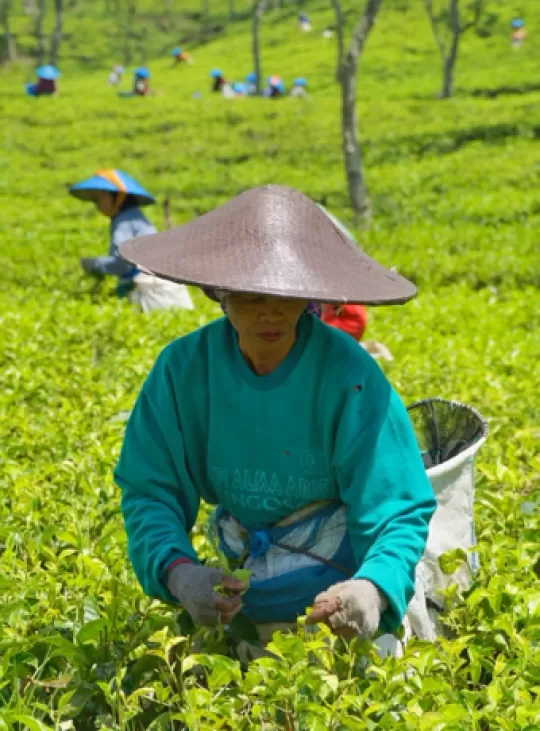 Indonesische vrouw aan het werk in de rijstvelden