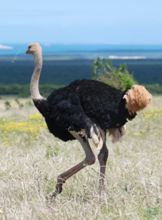 Struisvogel in wildpark Zuid-Afrika