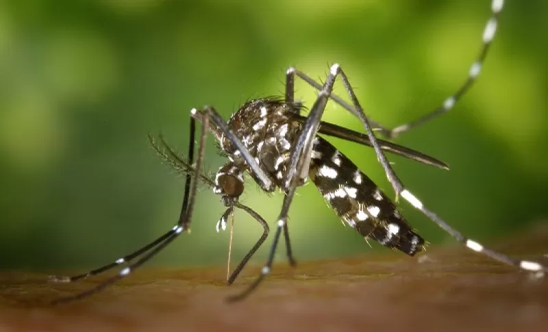 Mug van het type Aedes aegypti