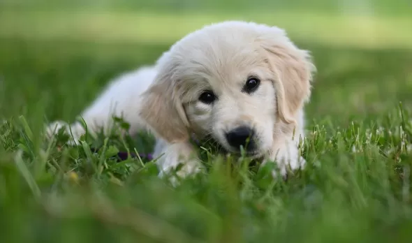 Blonde golden retriever pup ligt in het gras